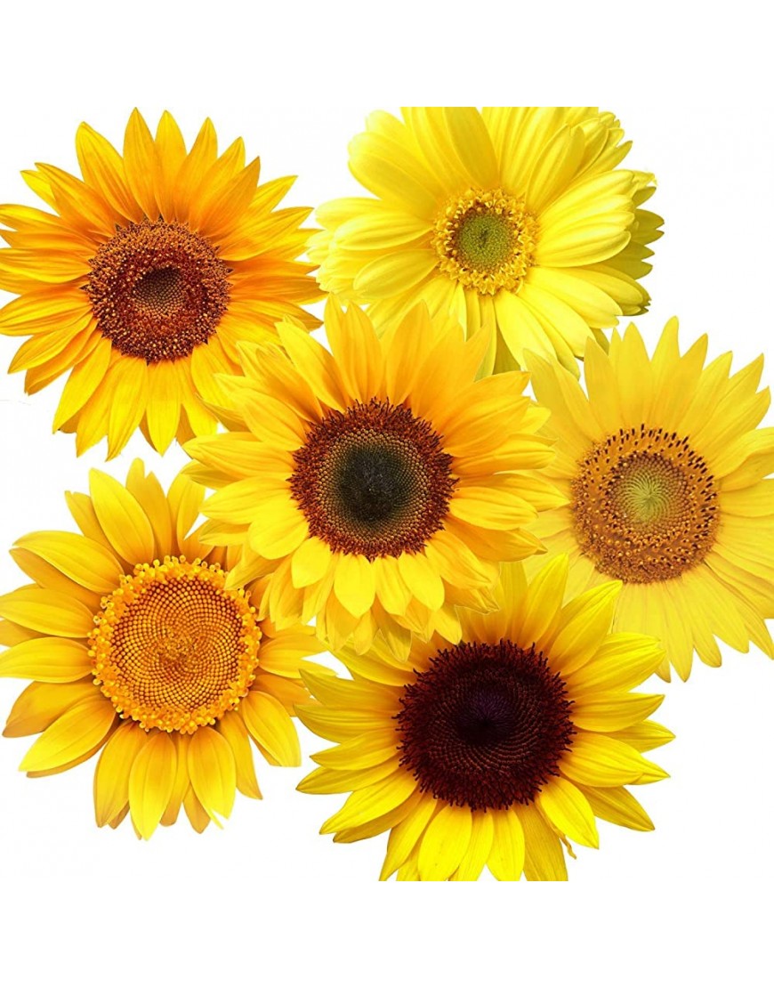 72 Pieces Removable Sunflowers Wall Stickers Peel and Stick 3D Sunflower Wall Decals Self-Adhesive Sunflower Stickers for Crafts Car Decals Kids Baby Bathroom Living Room - BEF2GCS9T